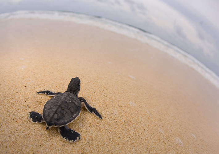 Save a Sea Turtle