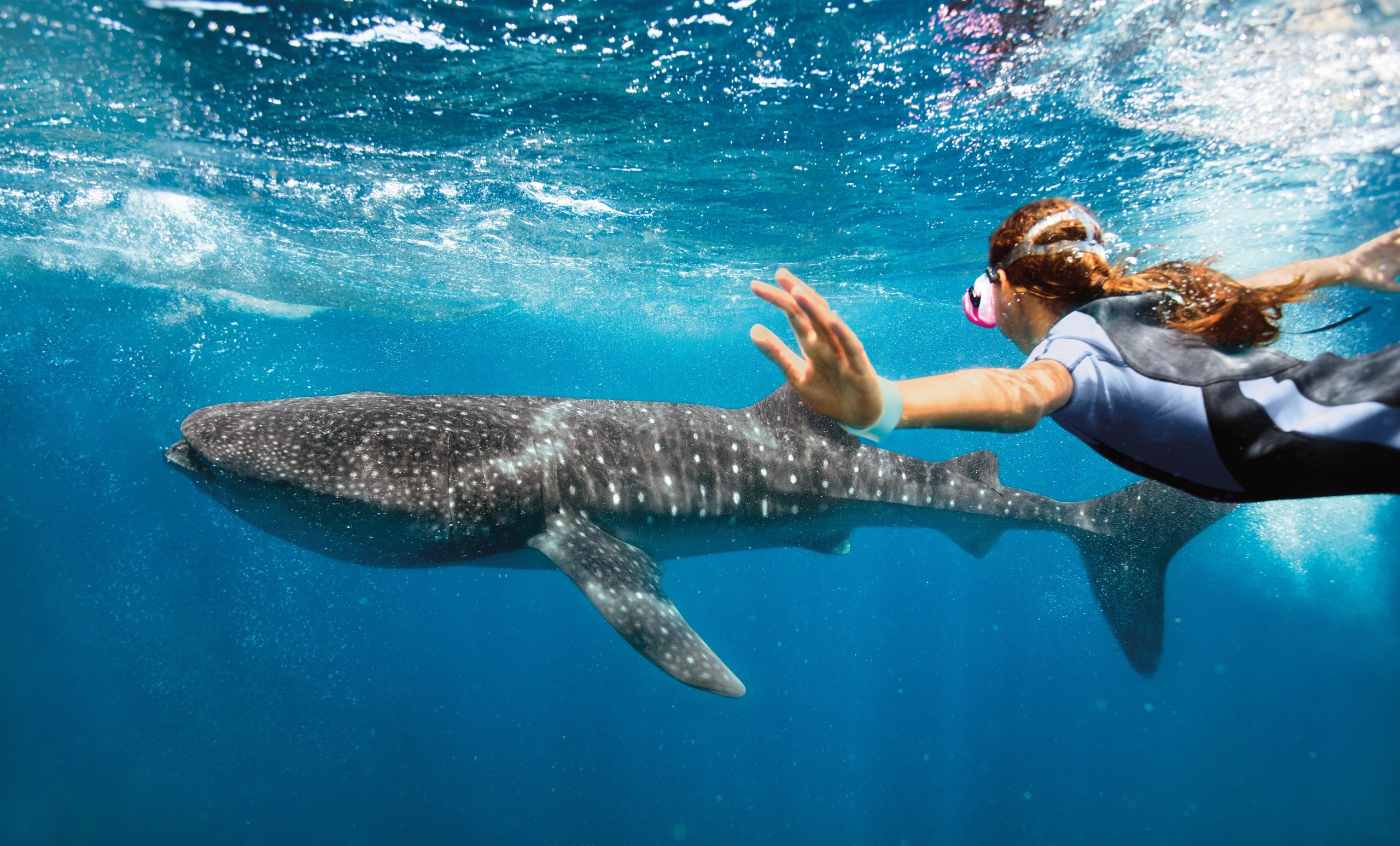 A woman swimming with a whale shark.